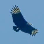 রাজশাহী বিশ্ববিদ্যালয়ের আকাশে দেখা মিলল অতি বিরল ছোট কালী পেঁচার। ২০২১ সালের ১৩ অক্টোবর প্রাণিবিজ্ঞান বিভাগের শিক্ষক আনিসুজ্জামান মো. রেজার নজরে আসে এই পাখি, যা শুধু বিশ্ববিদ্যালয় এলাকায় দেখা যায়।